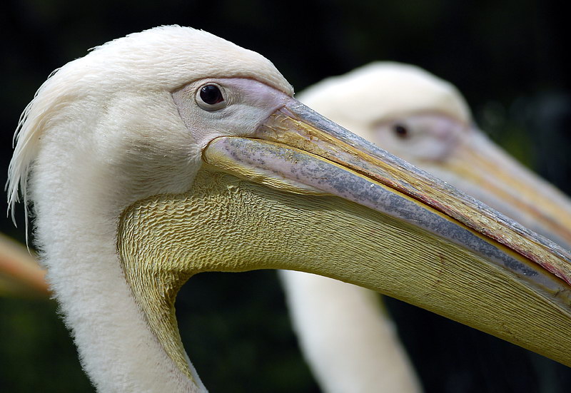 Zoo Wuppertal Tiere_DDB3784 Kopie.jpg